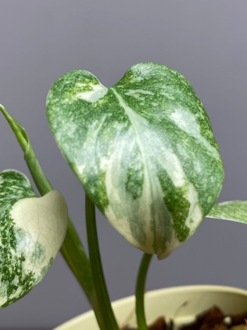 m*r様 【極斑タイプ✨】モンステラ デリシオーサ レガシー 斑入り 希少