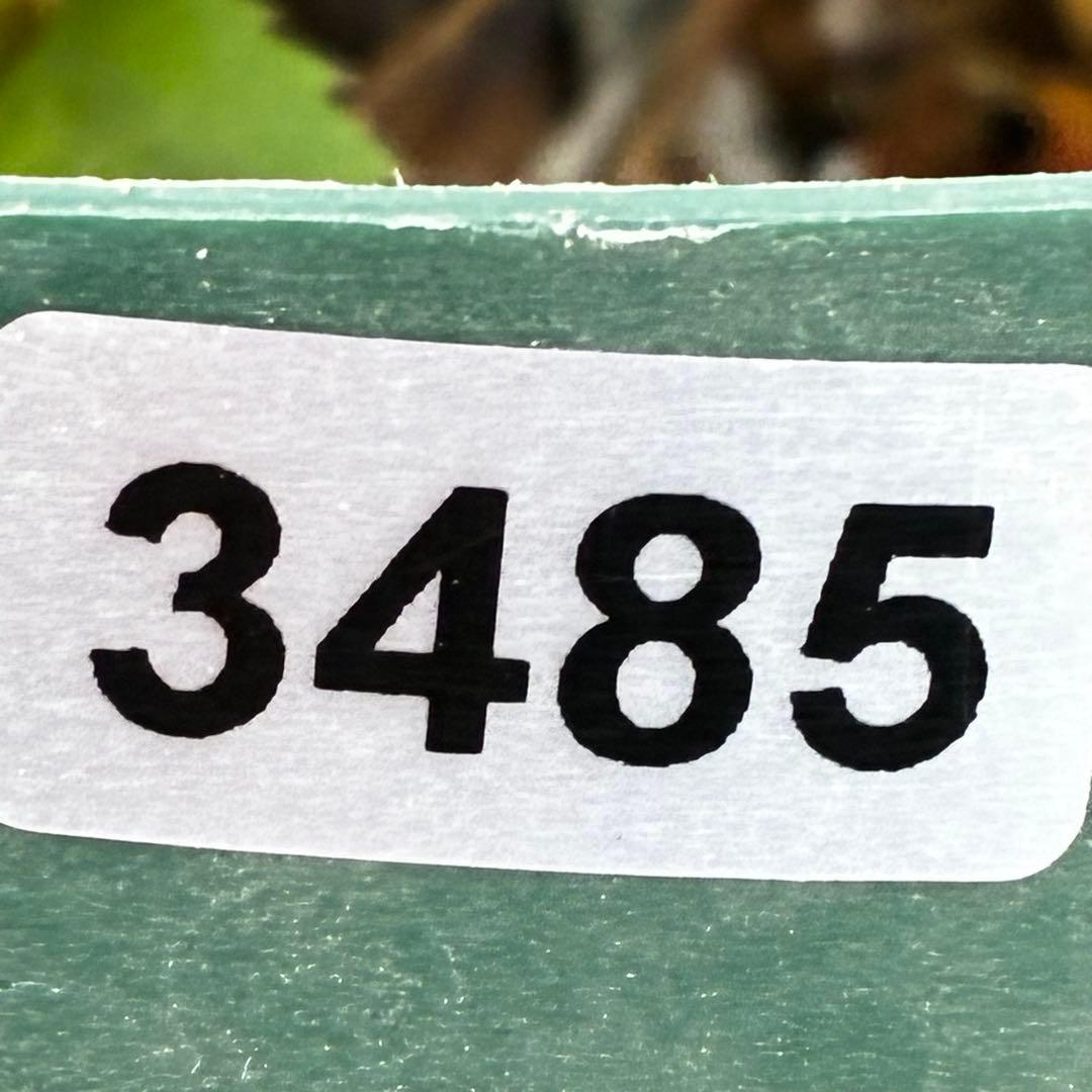 タ*ン様 3485☘️蕾花タグ付☘️極上☘️SD⭐️ダークミスティーク⭐️超小〜