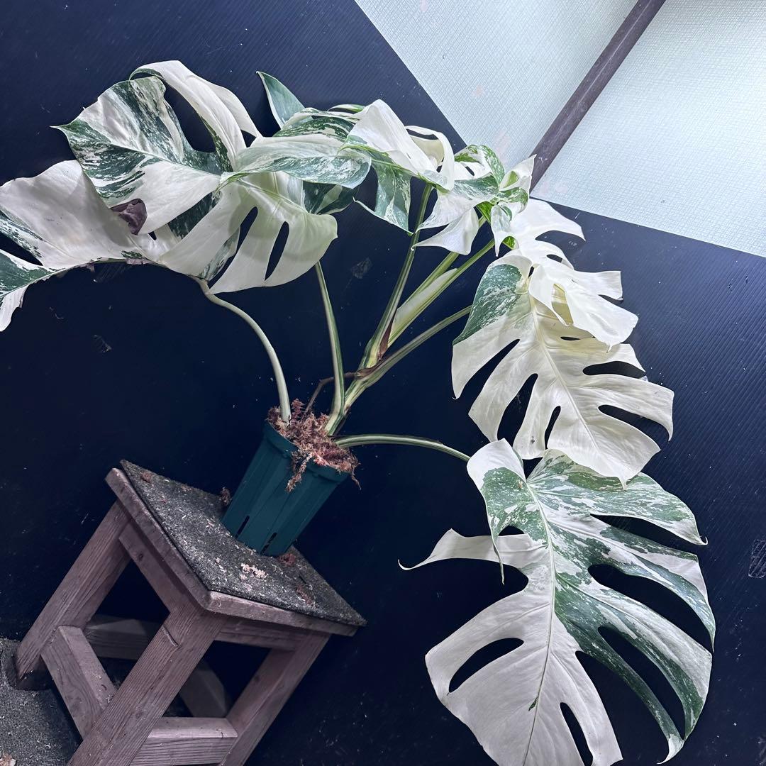 斑入りモンステラ ホワイトタイガー極美大株74cm白斑多 - メルカリ