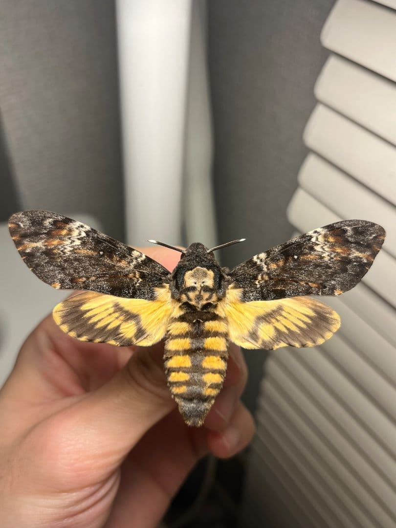 【完璧髑髏】 メンガタスズメ 羊たちの沈黙 標本 蛾 オオミズアオ 蝶 映画裏話】『羊たちの沈黙』あのドクロの蛾の名前とは？｜BLACK MARIA