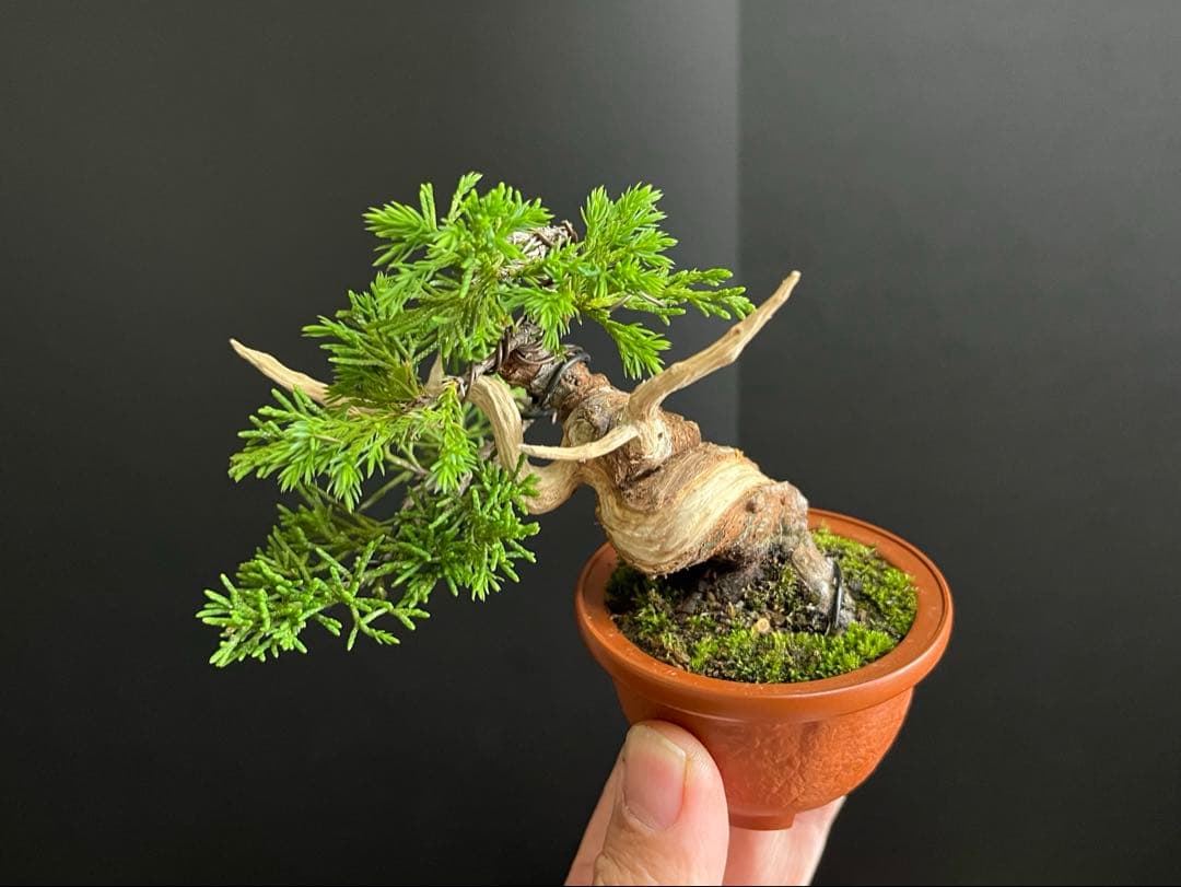 真柏盆栽 糸魚川真柏 ミニ真柏 捻転シャリ幹 樹高8.5cm ミニ盆栽