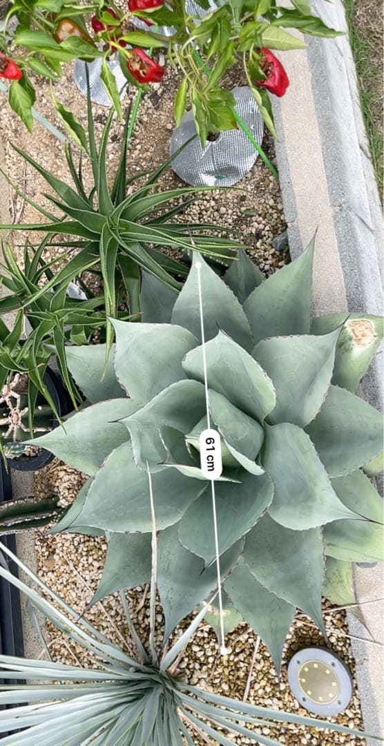 アガベ オバティフォリア 大株 - メルカリ