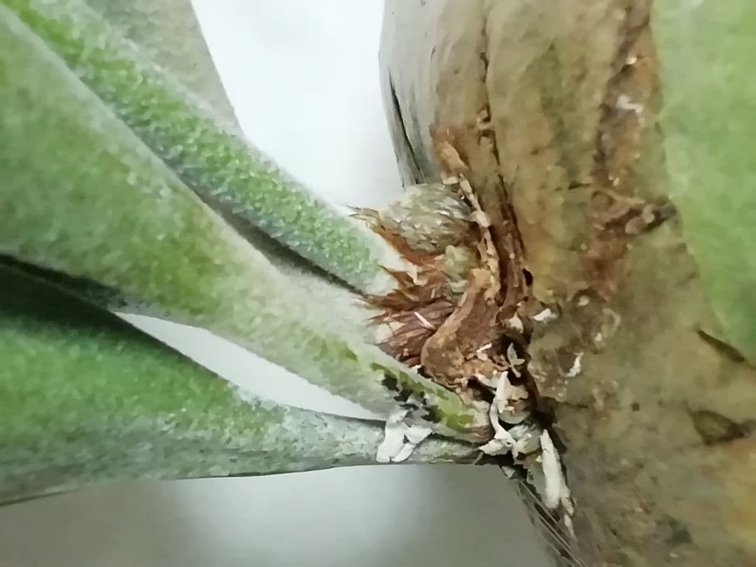 help help helpウイリンキー変異個体株　格好良い大株