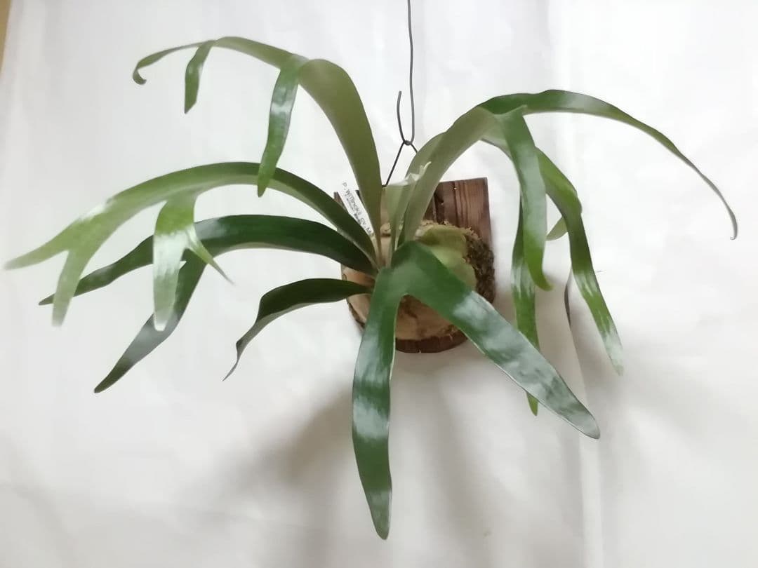 help help helpウイリンキー変異個体株　格好良い大株