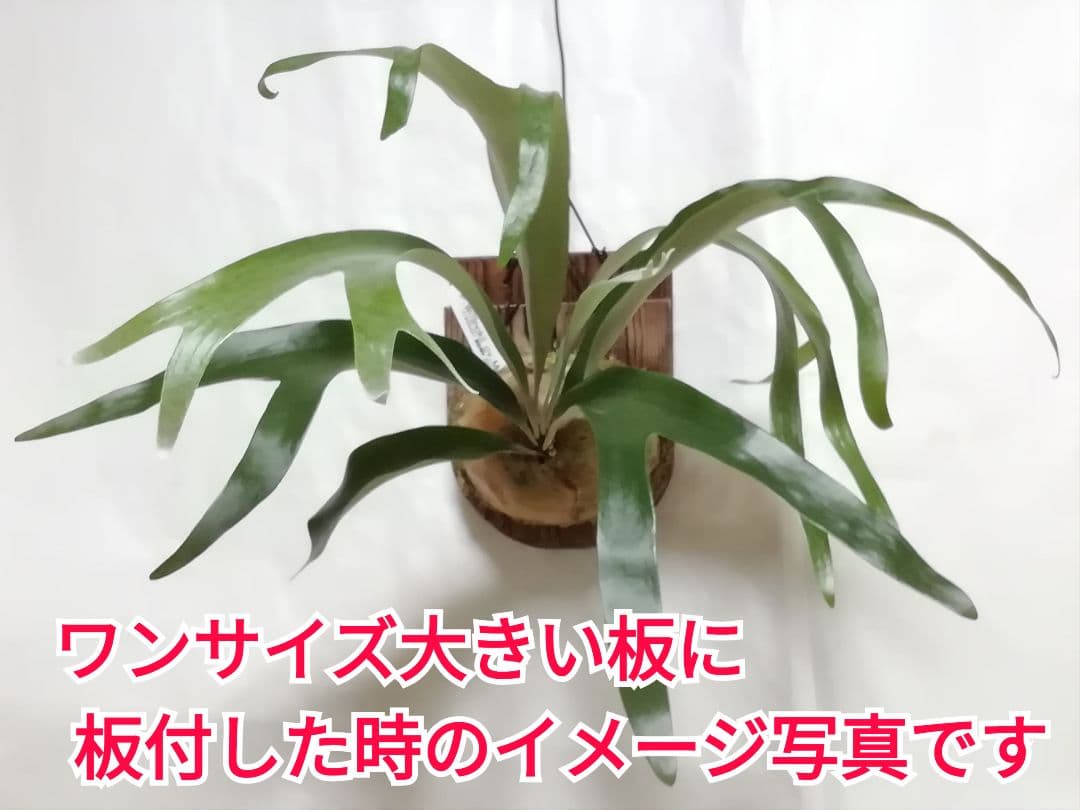 help help helpウイリンキー変異個体株　格好良い大株