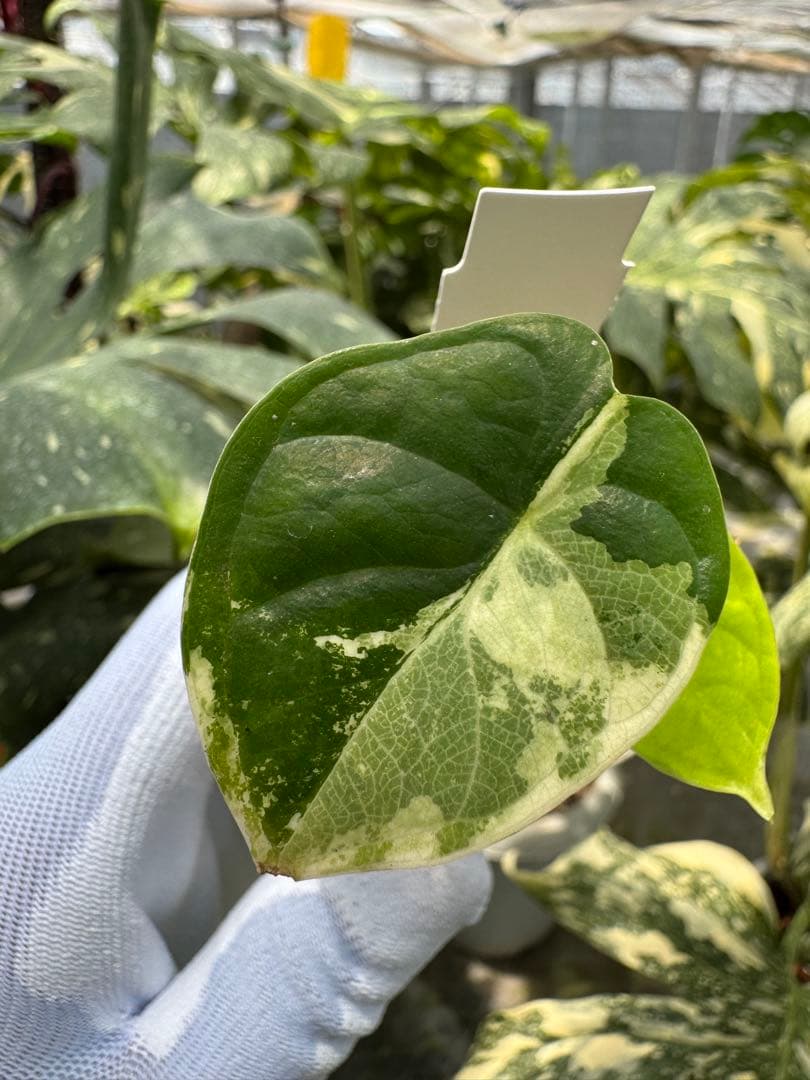 3アロカシア ドラゴンスケール アルボ 白斑入り