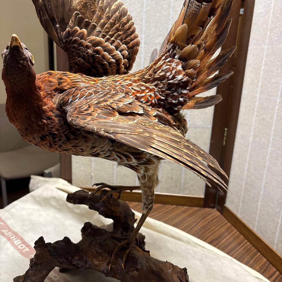 木製 鳥の彫刻 茶色と金色の羽根 雉 剥製 掘り出しもの