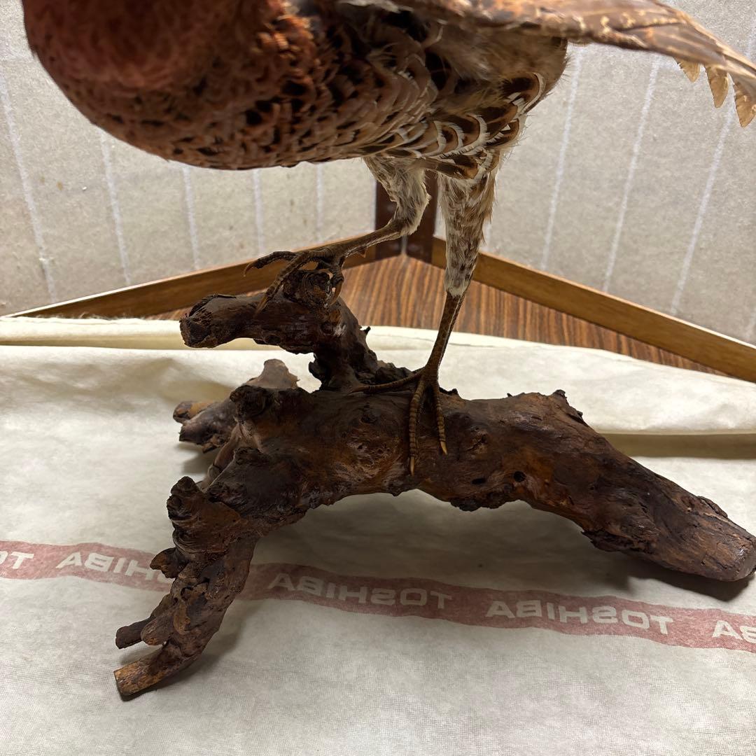 木製 鳥の彫刻 茶色と金色の羽根 雉 剥製 掘り出しもの