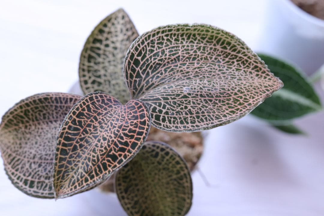 まとめ売り 11株】アネクトキルス ロクスバーギー3種 - メルカリ