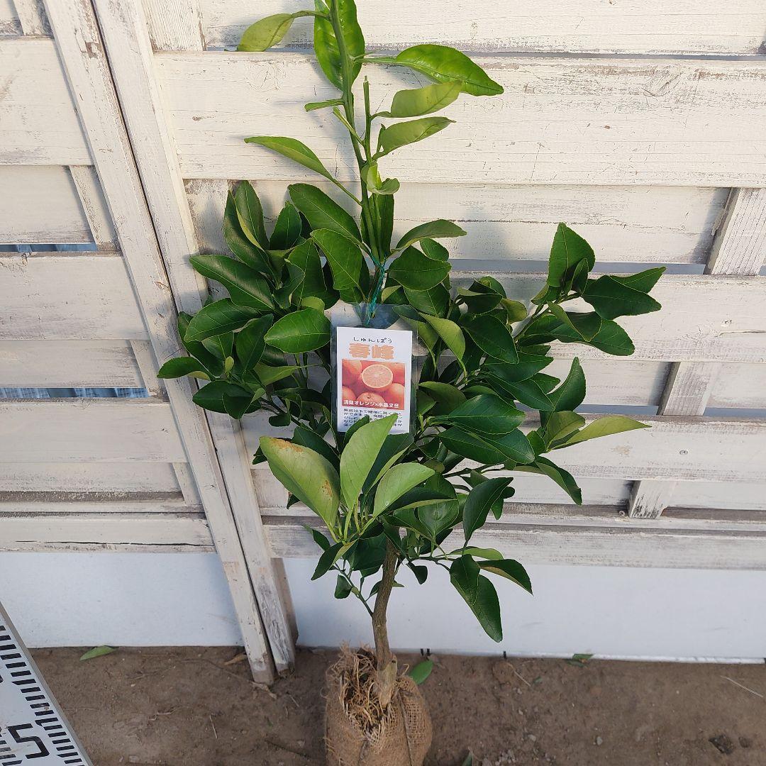 春峰 しゅんぽう 2年生 苗木 - メルカリ