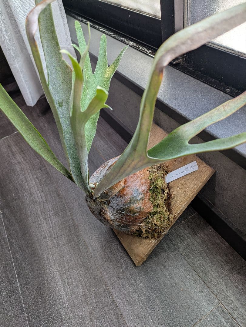 ビカクシダ P.veitchii ILF ビーチー Platycerium