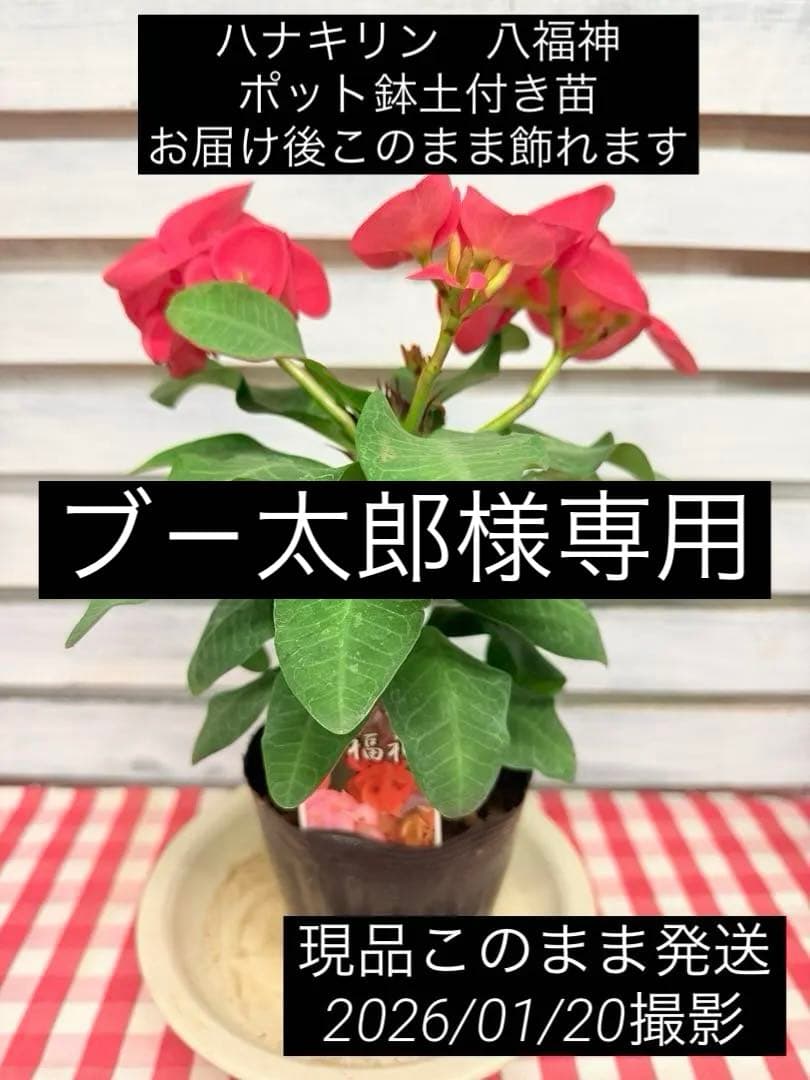 ハナキリン 八福神 ポット鉢土付き苗 お届け後このまま飾れます 室内