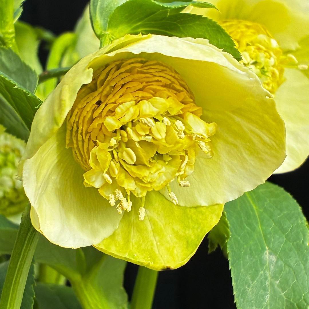 の*ん様 547☘️蕾花タグ付☘️超レア☘️極上☘️メビウス♾️[千重咲き]⭐️