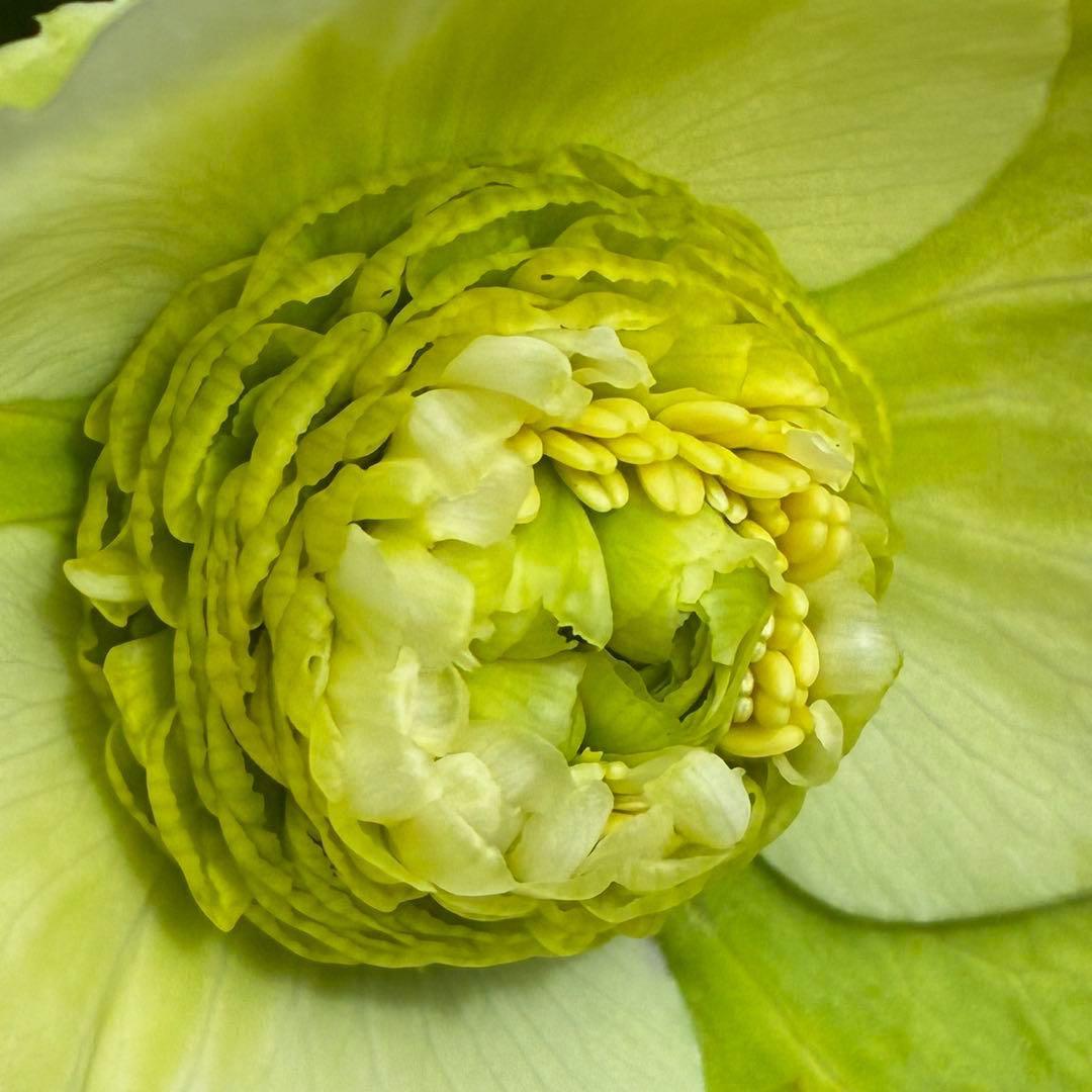 の*ん様 547☘️蕾花タグ付☘️超レア☘️極上☘️メビウス♾️[千重咲き]⭐️