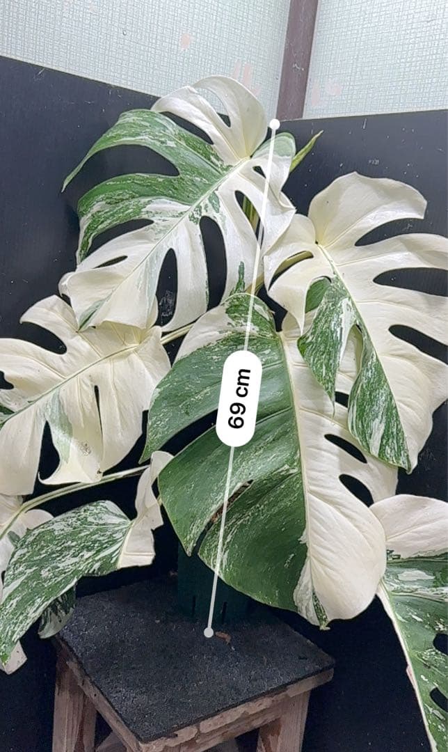 斑入りモンステラ ホワイトタイガー極美大株69cm白斑多 - メルカリ