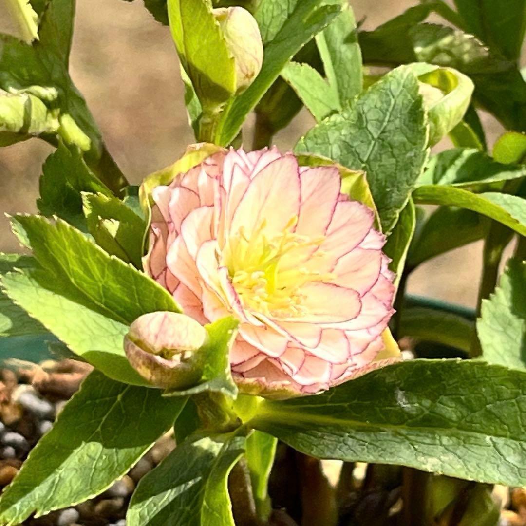 か*ん様 3521☘️蕾花、タグ付き☘️⭐️超チビチビ⭐️超小輪⭐️超多弁⭐️大