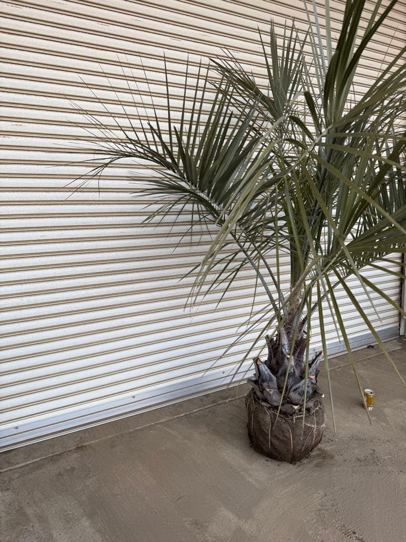 送料込み ココスヤシ シルバーリーフ 幹極太 形状良 庭木 シンボル