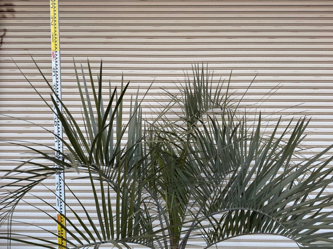 送料込み ココスヤシ シルバーリーフ 幹極太 形状良 庭木 シンボル