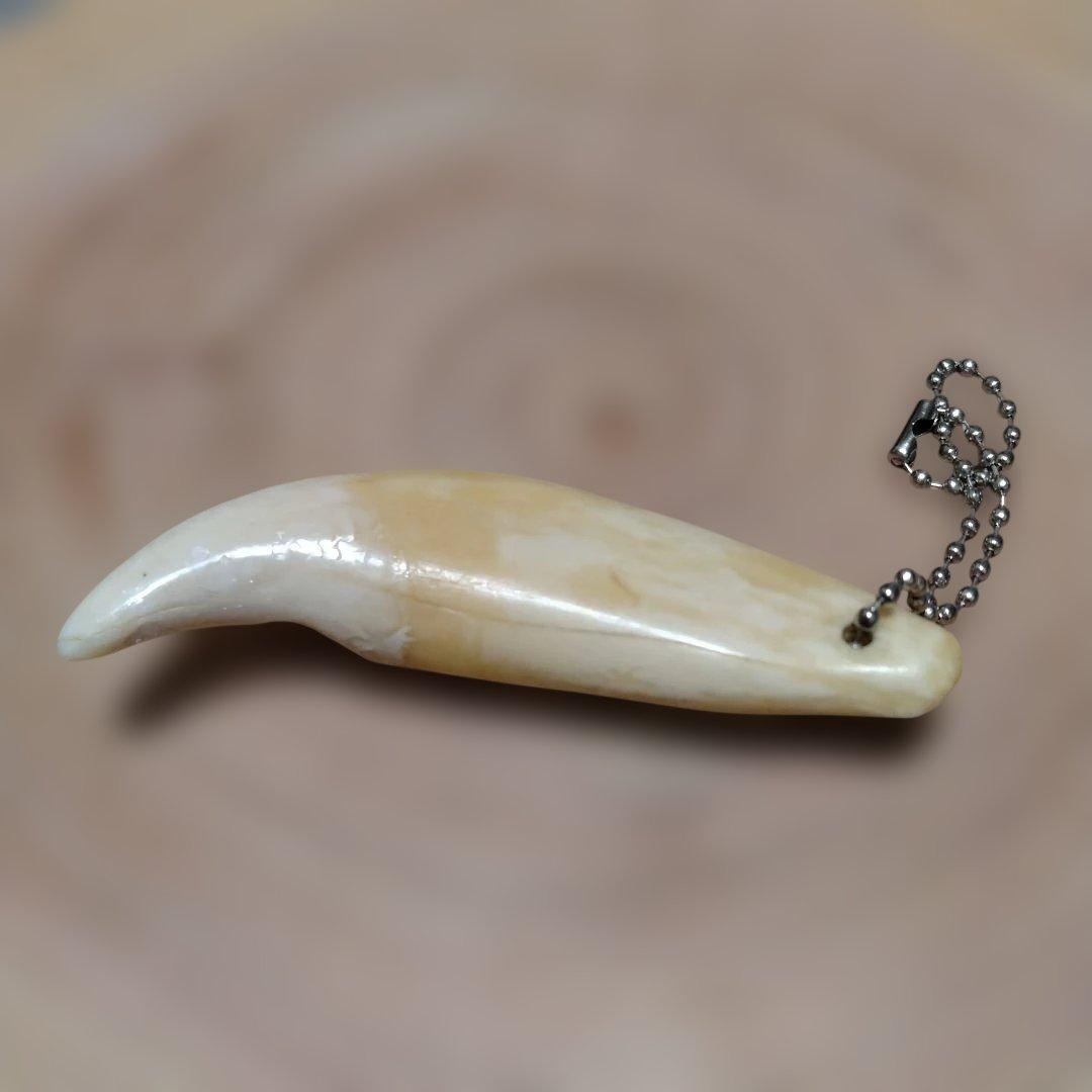 熊牙キーホルダー約8．5 cm ヒグマの牙 ヒグマ 羆 魔除け 災難除け