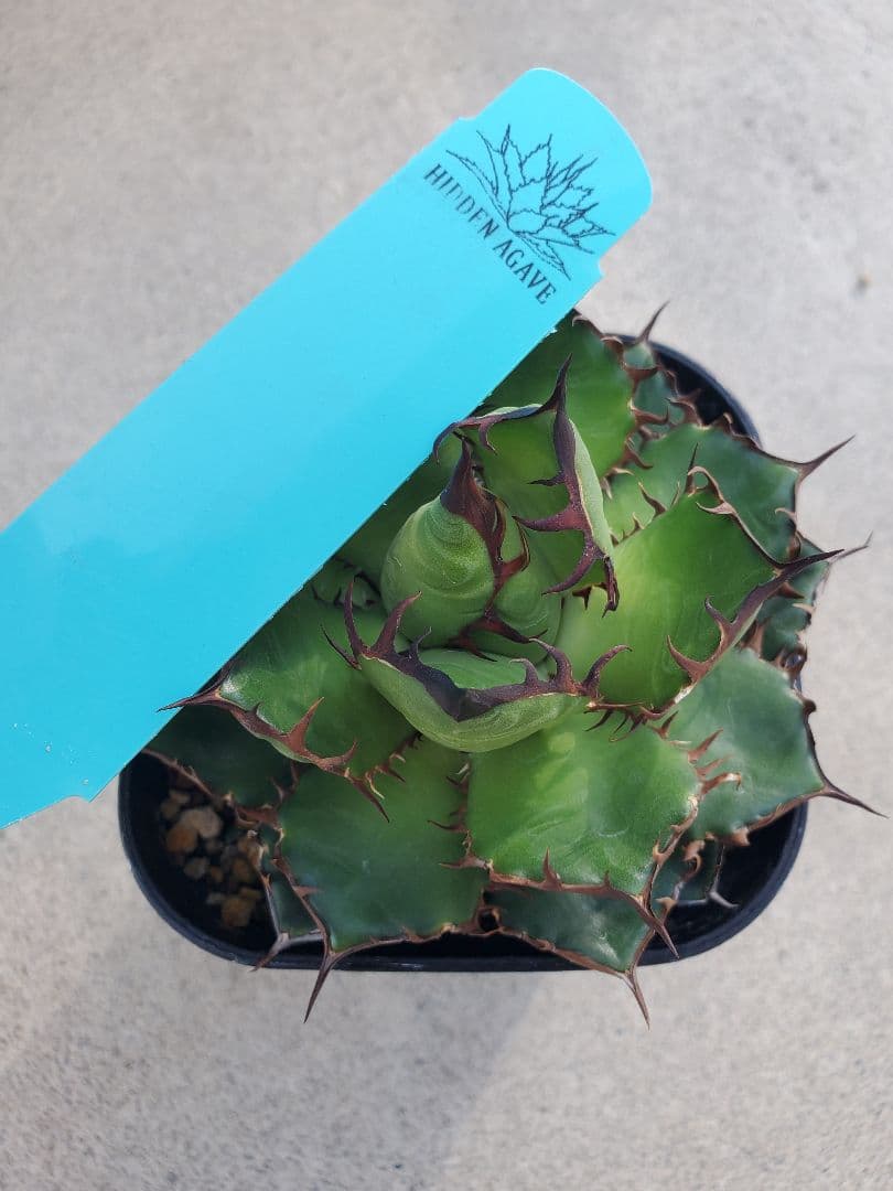 アガベ エボリ×ホリダ ハイブリッド エボリホリダ エボリスピナ ホリダ