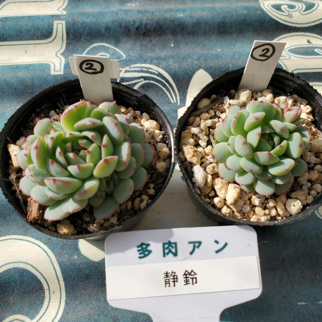 ②【札付き】静鈴 抜き苗 多肉アンさん 多肉植物 - メルカリ
