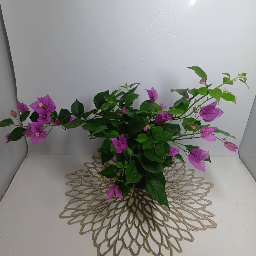 375 ブーゲンビリア✳️沖縄産✳️育てやすい初心者向き♥抜き苗発送