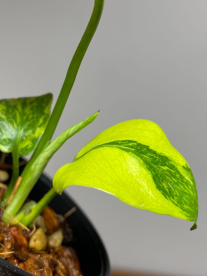 専用画面 【超美株✨超希少‼️】モンステラ エレクトロライト 斑入り