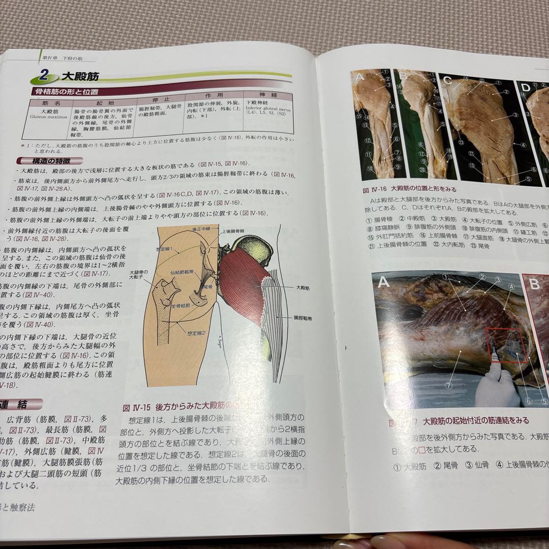 骨格筋の形と触察法 改訂第2版 - メルカリ