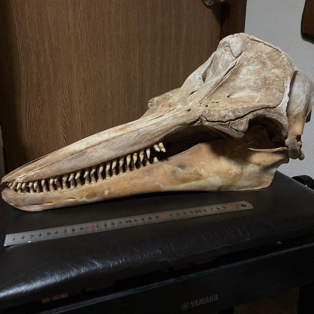 動物　頭骨 標本 天王寺動物園＆群馬県立自然史博物館＆池田動物園由来のキリン・カバ