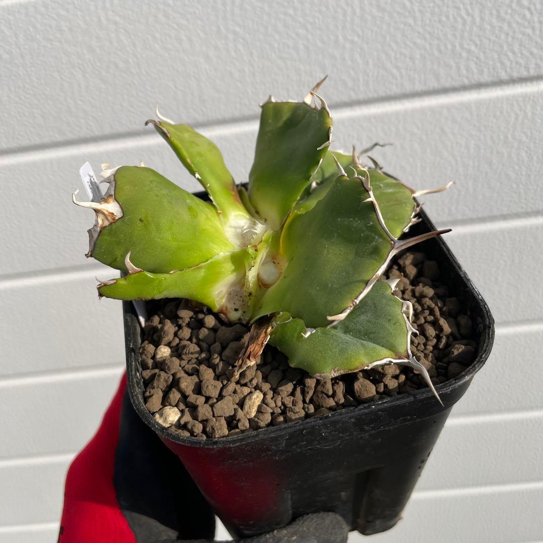 アガベ ノヴァ NOVA 子株 イラン株 - メルカリ