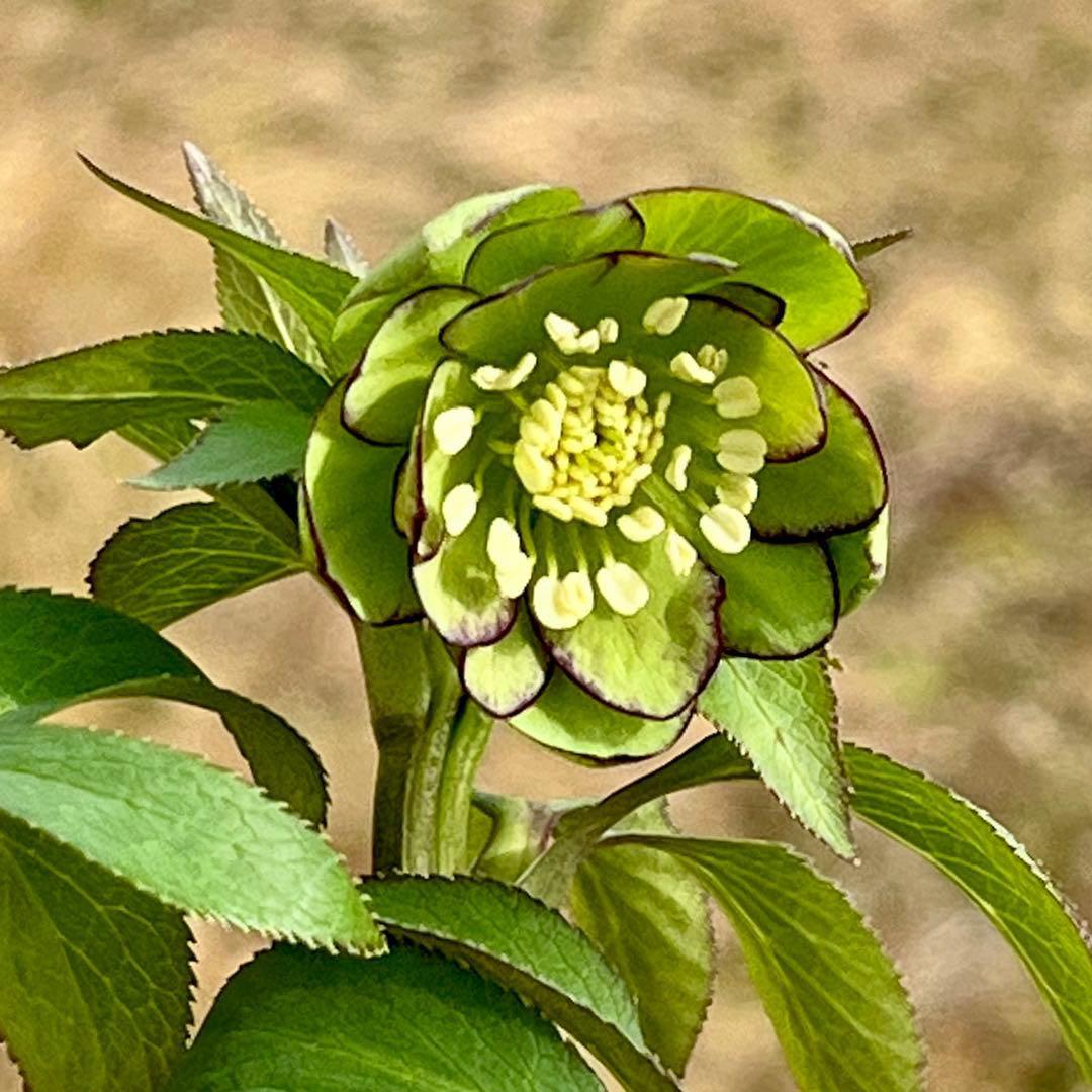 の*ん様 ☘️蕾付き☘️3333⭐️超小輪⭐️ダークピコ⭐️コンパクト⭐️トルカ