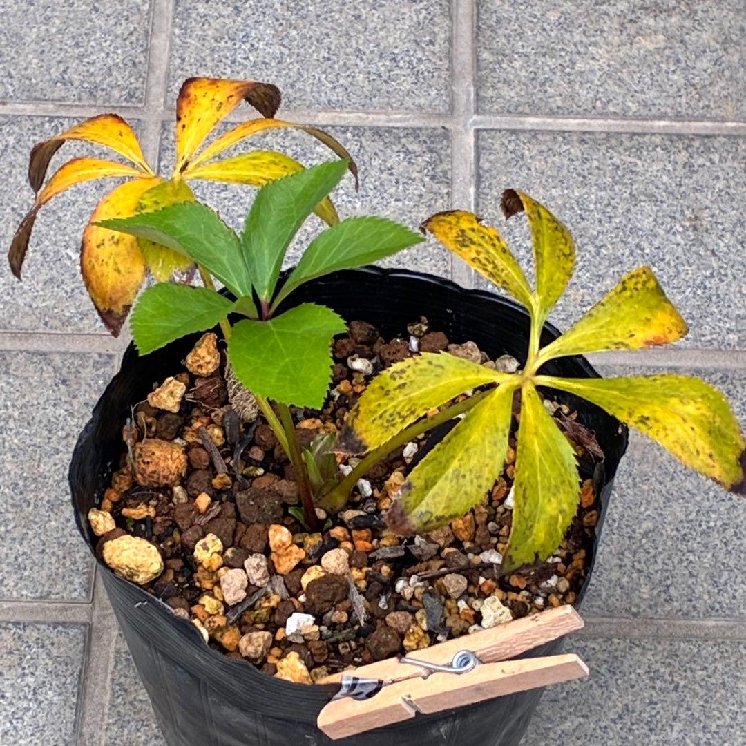 の*ん様 ☘️蕾付き☘️3333⭐️超小輪⭐️ダークピコ⭐️コンパクト⭐️トルカ