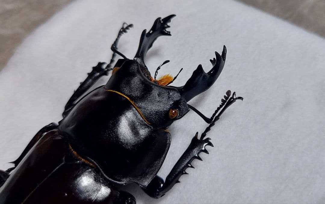 ヤエヤママルバネ　WF1　65mup