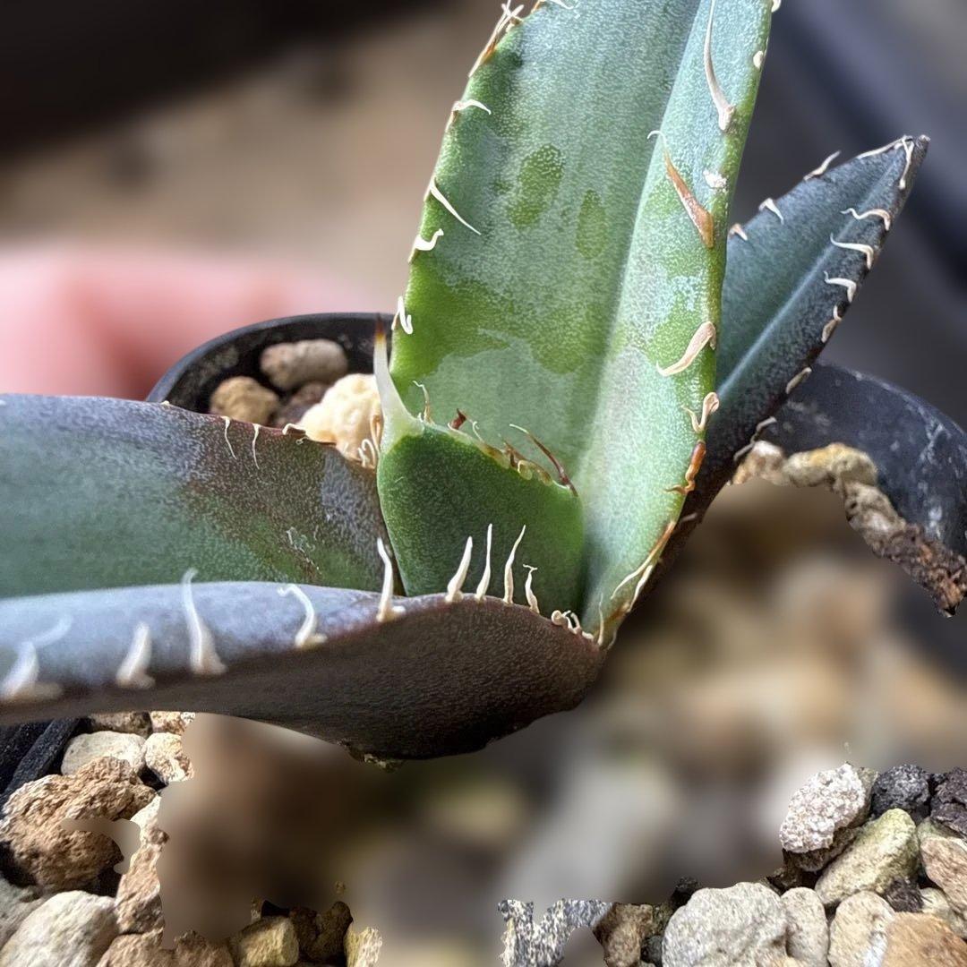 92 アガベ 青葉 オテロイ実生 選抜 チタノタ オアハカ ブルー - メルカリ