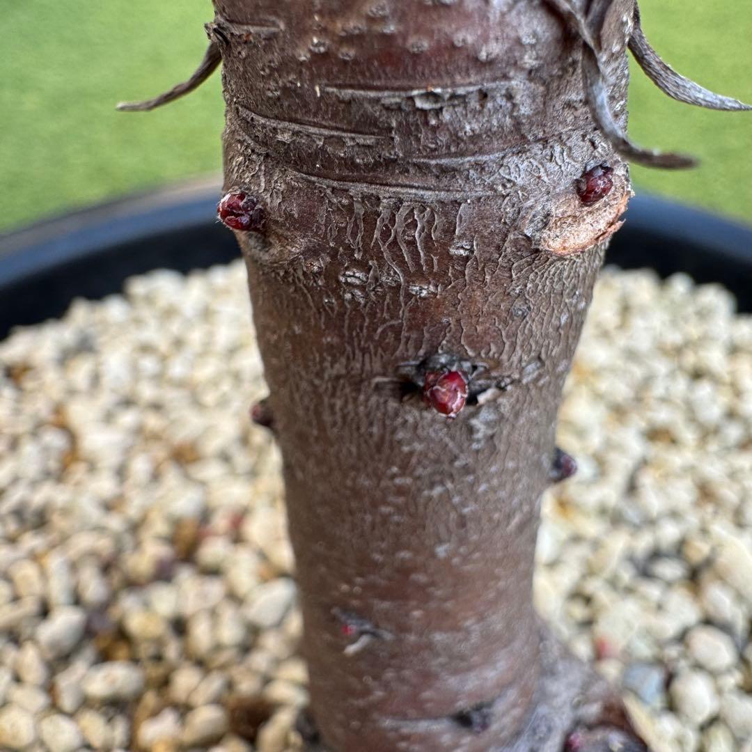 プロテア キングピンク 10号 Protea 