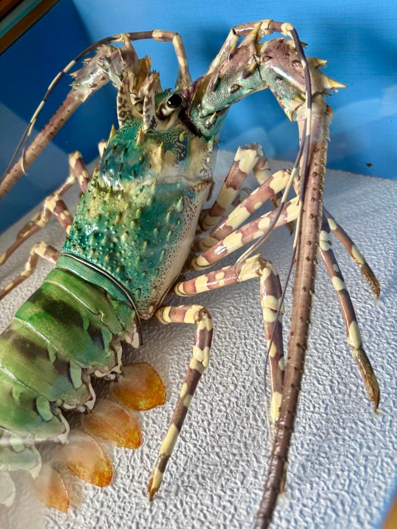 額装標本 ニシキエビ 錦海老 伊勢海老 えび 剥製 - メルカリ
