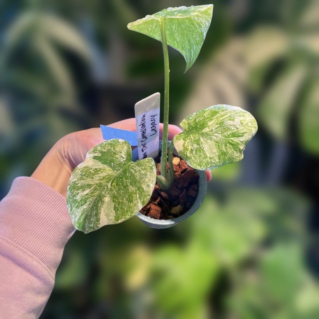 モンステラレガシー 2.5号 希少 - メルカリ