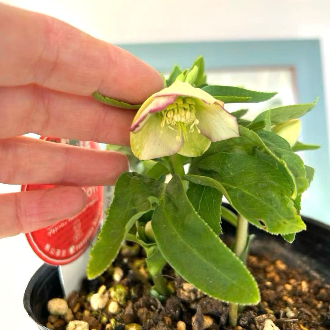 横山園芸】クリスマスローズ ベビードール プチドール《1/31》 - メルカリ