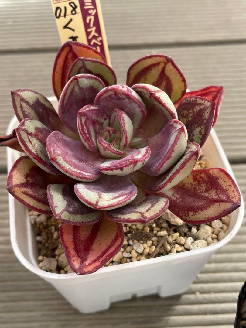 くまどり ブルーバニラ 札付き ミックスベリア 多肉植物 - メルカリ