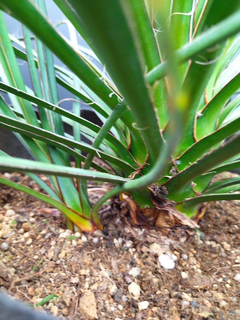 ユッカ ペリクローサ 子株有り レアユッカ 極太系 periculosa - メルカリ