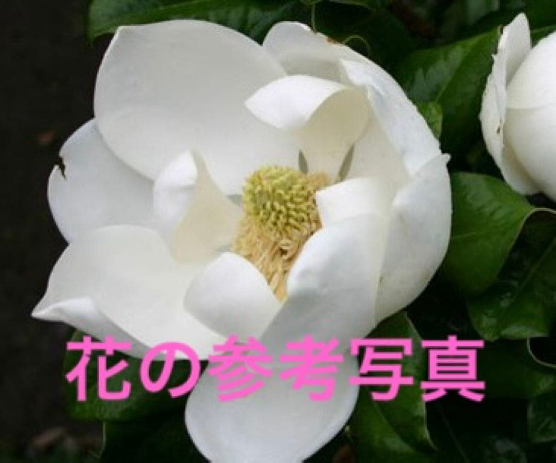 ◇タイサンボク リトルジェム◇シンボルツリー◇レアな接木苗木◇の