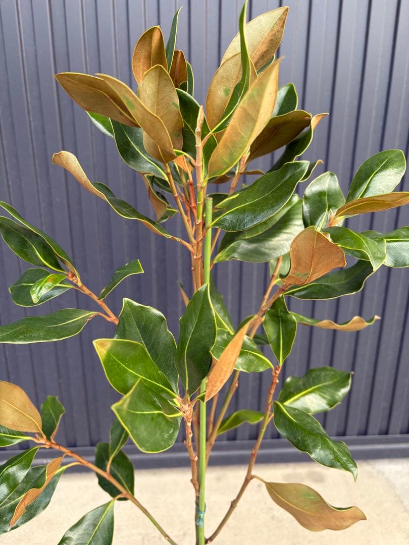 ◇タイサンボク リトルジェム◇シンボルツリー◇レアな接木苗木◇の