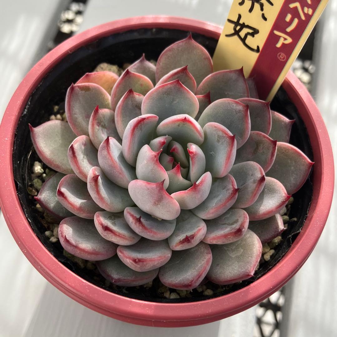 ミックスベリア 美紫妃 おらいさん苗 札付き エケベリア 多肉植物 超希少 おらいさん苗 ミックスベリア 美紫妃 札付き 多肉植物NO.2 069