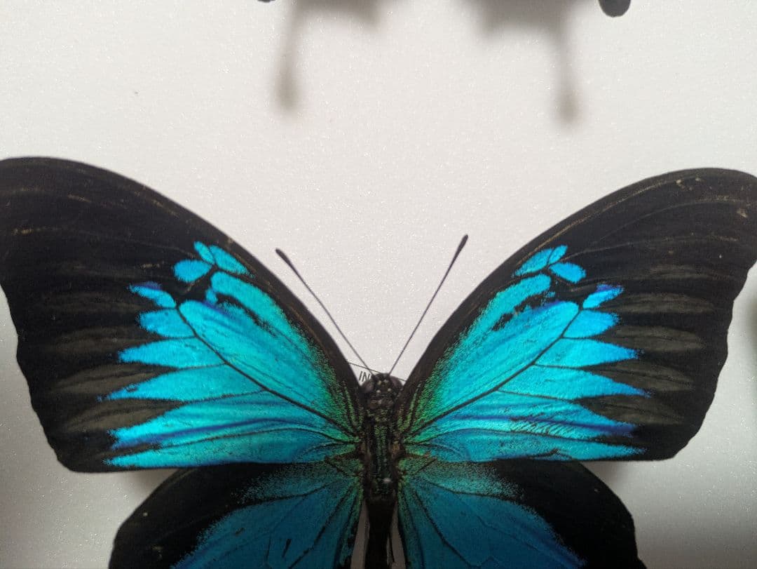 コエポン様専用】オオルリアゲハ【変異型2種】 - メルカリ