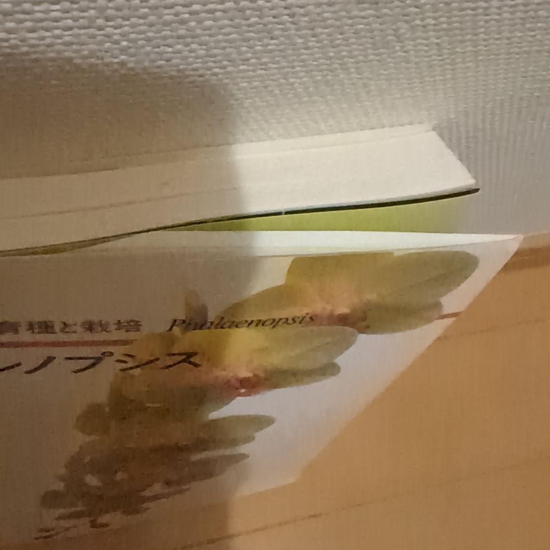 レア】ファレノプシス （花専科・育種と栽培） 市橋正一／編著