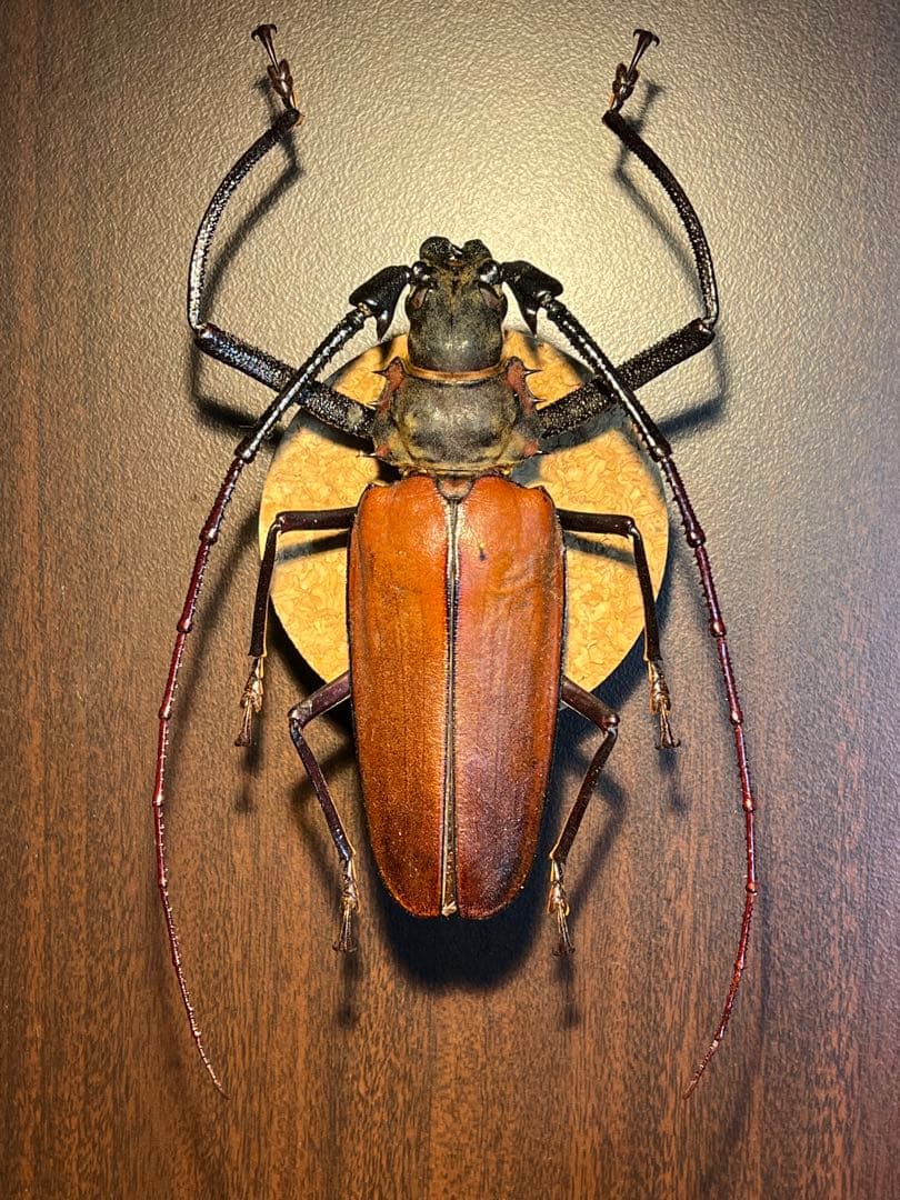 アルミラトゥス カミキリ標本 トゲムネキバカミキリ No.1 | 愉快な海と波と恵