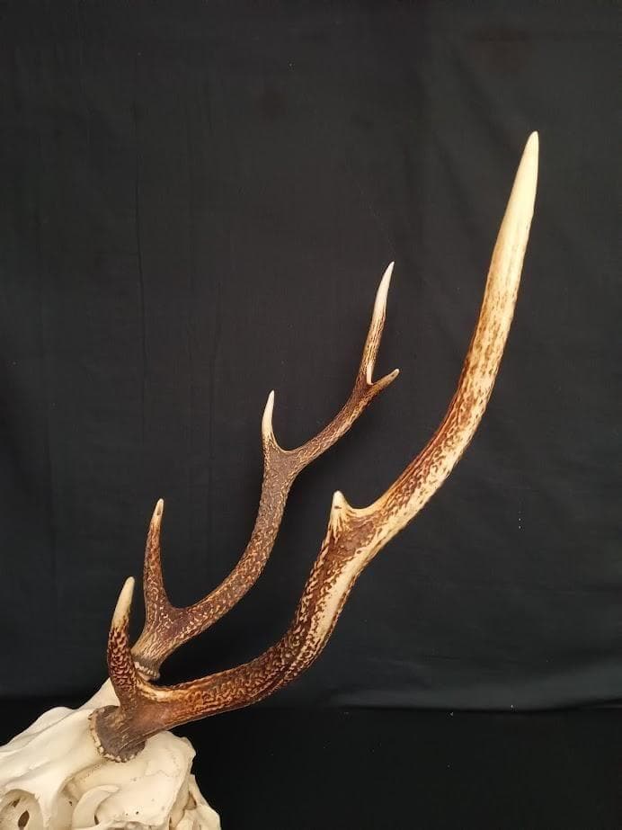 大型 角付頭骨標本】種名ニホンジカ オス 60Kg - メルカリ