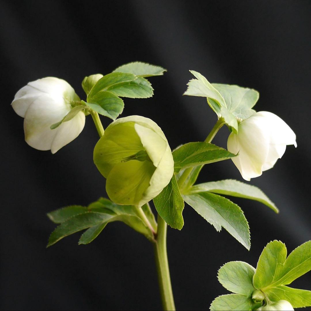 11335 深カップ縦ネク ホワイトセミダブル クリスマスローズ 開花株の