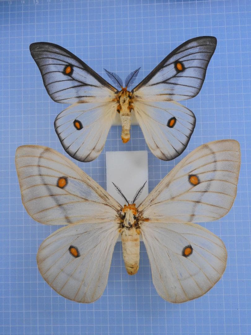 標本 Ceranchia apollina 116mm 140mm very big 標本 Ceranchia apollina 116mm 140mm very big Ghostly SilkMoth In