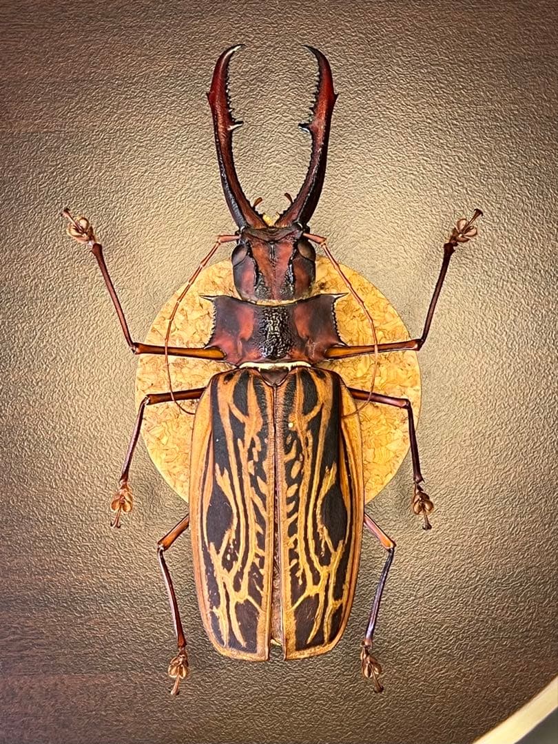 M*S様 特大 オオキバウスバカミキリ 標本 157ミリ 難アリ M*S様 特大 オオキバウスバカミキリ 標本 157ミリ 難アリ M*S様 特大